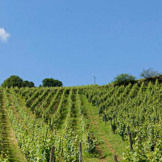 Lire la suite à propos de l’article Vignoble de Château-Chalon